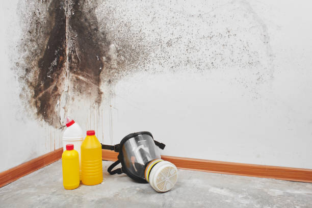 Best Attic Mold Removal  in Pine Hills, CA