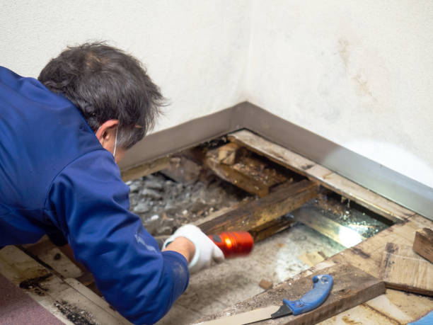 Best Mold Cleaning Services  in Pine Hills, CA