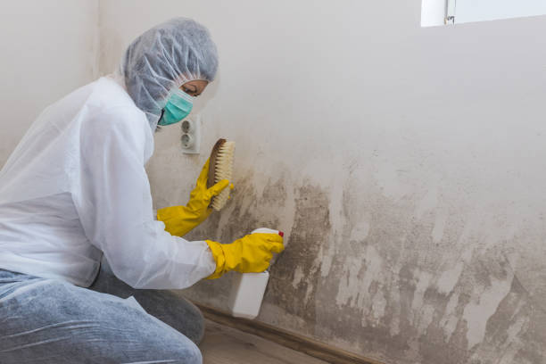 Best Black Mold Removal  in Pine Hills, CA