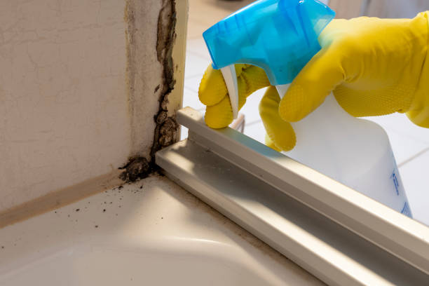 Best Certified Mold Removal  in Pine Hills, CA