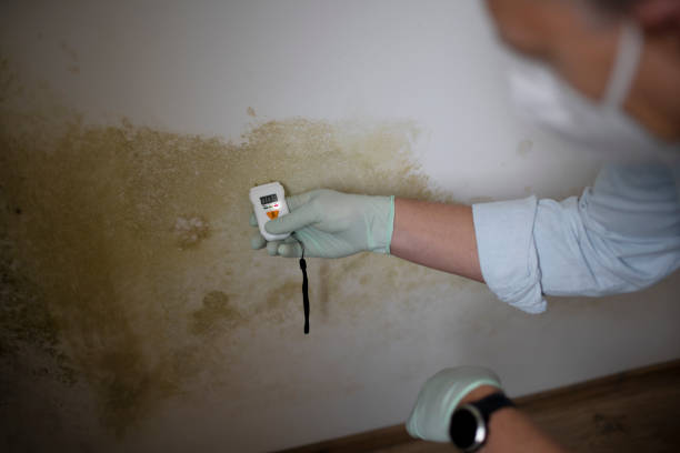 Best Attic Mold Removal  in Pine Hills, CA