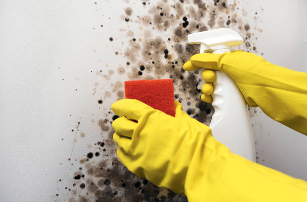 Best Home Mold Removal  in Pine Hills, CA