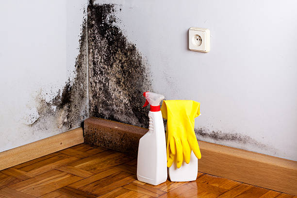 Crawl Space Mold Removal in Pine Hills, CA