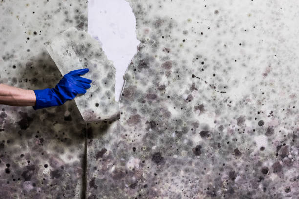Attic Mold Removal in Pine Hills, CA